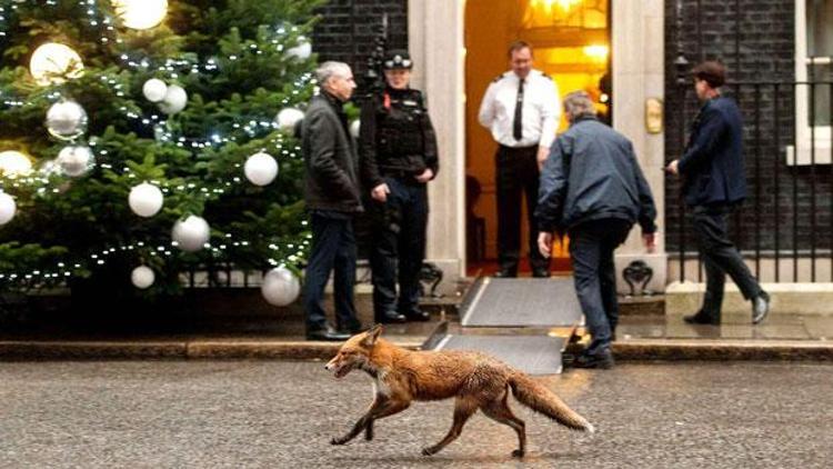 Londra’da 10 bin tilki yaşıyor