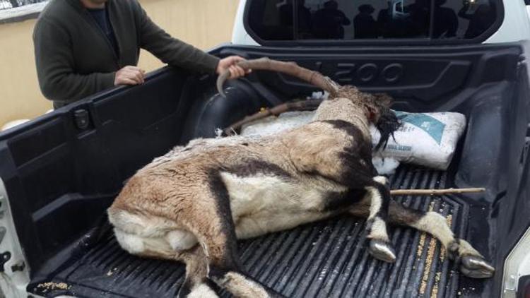 Tuncelide dağ keçisi vuran avcıya 12 bin lira ceza