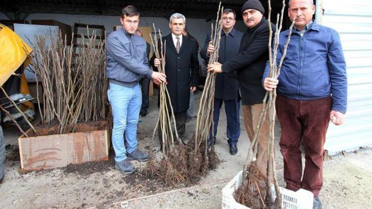 Bursa Siyahı incir fidanları üreticilere dağıtıldı