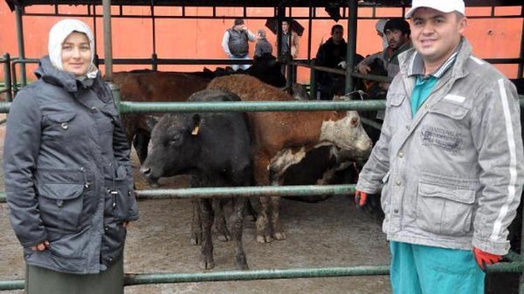 Zonguldakta genç üreticilere büyükbaş hayvan desteği