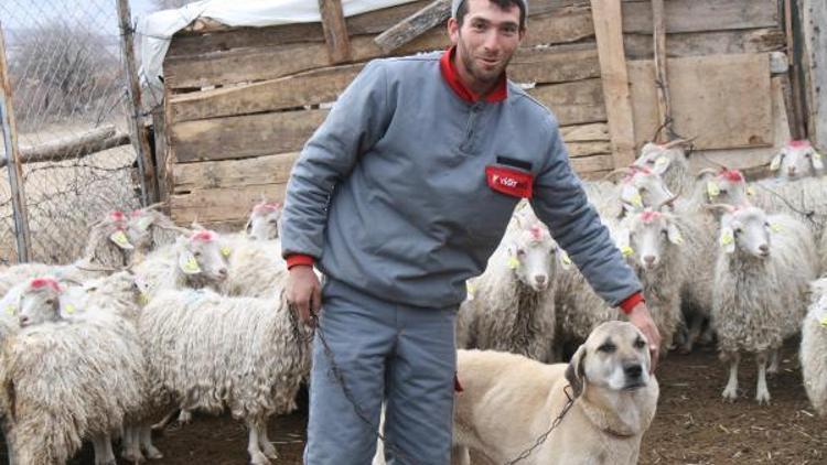 Çobanlık aşkı bekar kalmayı bile göze aldırdı