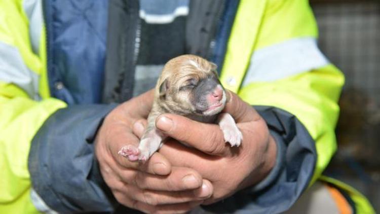Sokak köpeği ve 8 yavrusuna belediye sahip çıktı