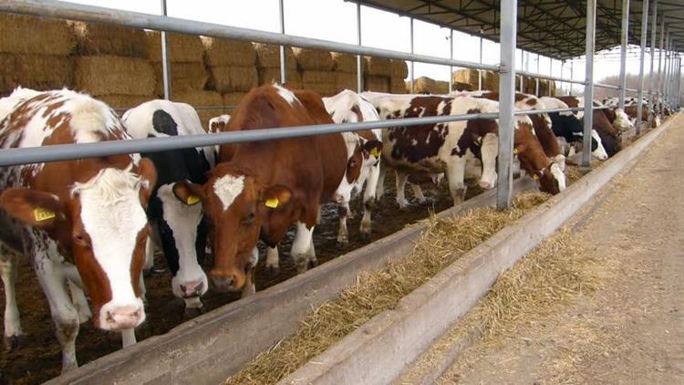 500 bin sığır ithalatı için kota açıldı