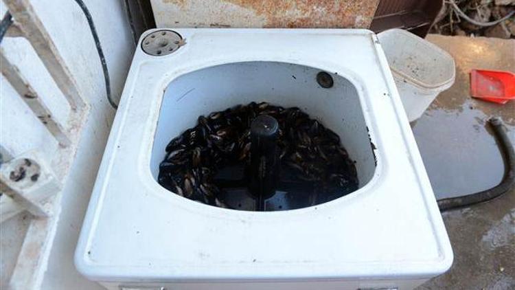 Antalya’da 1.7 ton midye dolmaya el konuldu