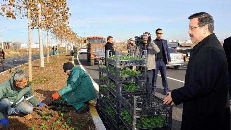 Başkan Vekili Atilla, mevsimlik çiçek dikimini denetledi