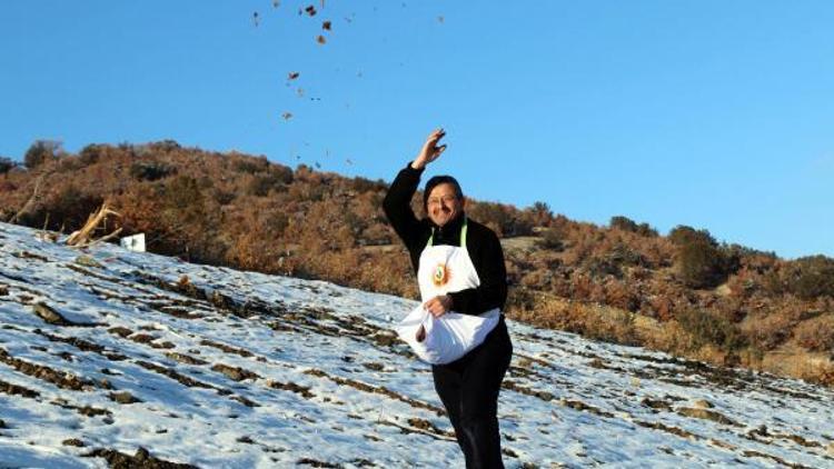 Yozgat’ta kar üstünde sedir tohumu ekimi yapıldı