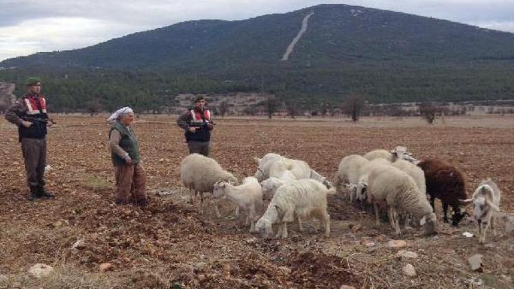 Çalınan koyunları jandarma buldu