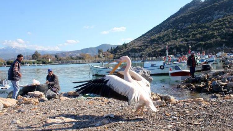 Gazipaşalı balıkçıların maskotu pelikan Abbas