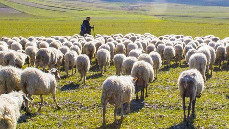 Çorum Valisi Kılıç: Çoban ithal edeceğiz