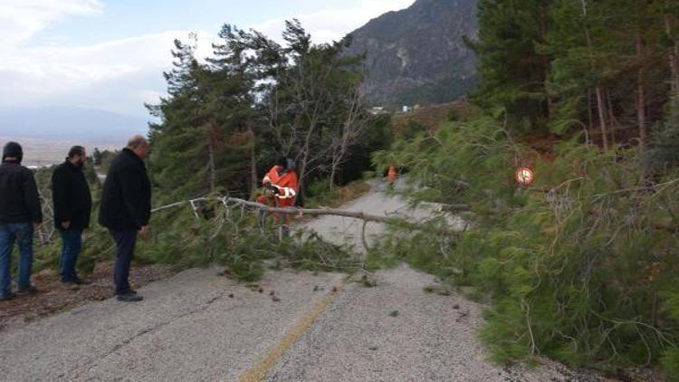 Devrilen ağaçlar Spil yolunu kapattı