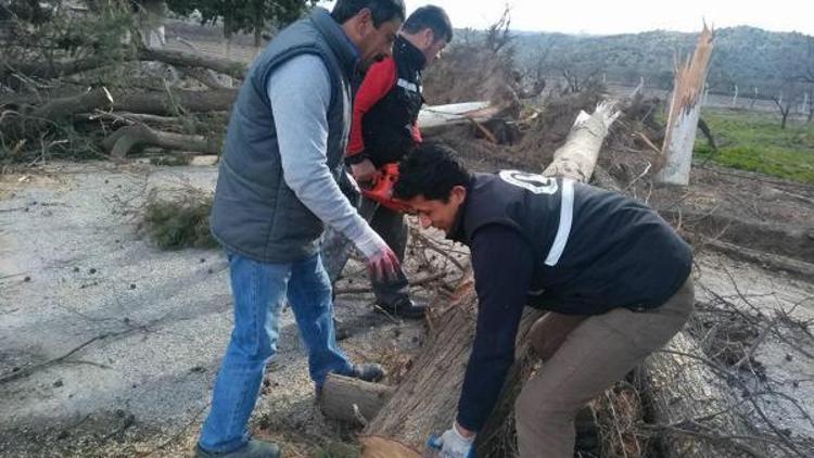 Şiddetli rüzgar ağaçları kökünden söktü