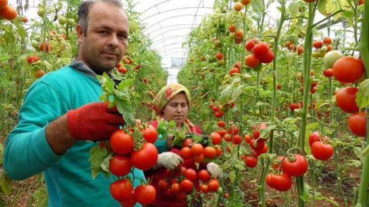 Karakış domates fiyatını 4e katladı