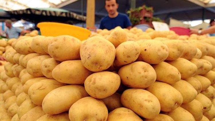Milli patates üreticilere tanıtılıyor