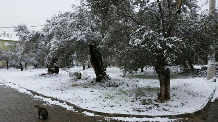 Edremitte kar yağışı zeytin ağacına yaradı