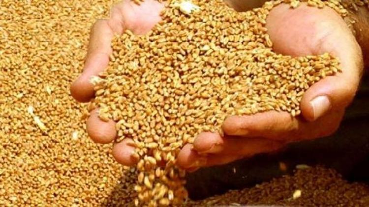 Türkiye, ABden buğday alacak