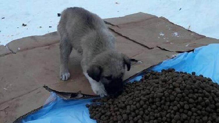 Büyükkarıştıran Belediyesi, sokak hayvanlarını unutmadı