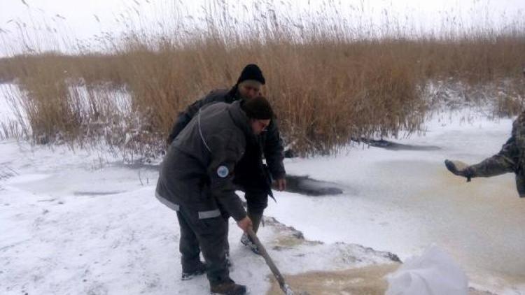 Gala Gölü Milli Parkı’na 1 ton yem bırakıldı