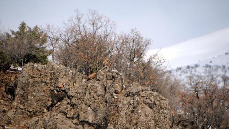 Tedavi edilen karaakbaba, Tuncelide doğaya bırakıldı