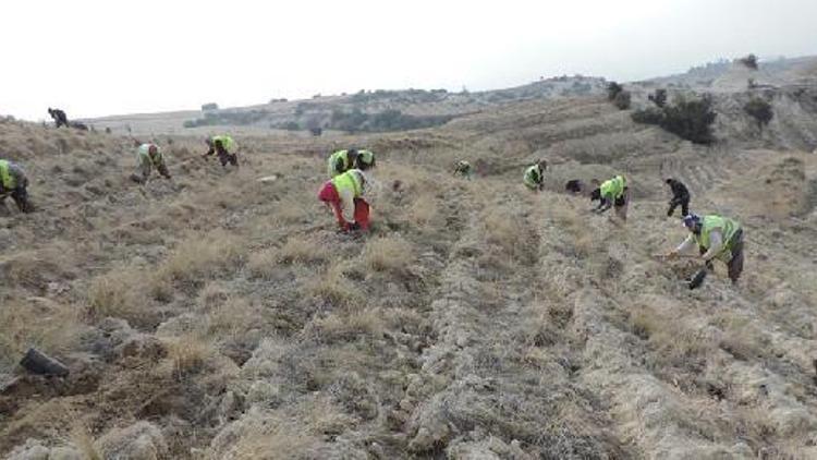 Denizlide 10 milyonu aşkın fidan dikildi