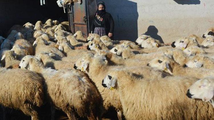 Köy şokta 500 koyun, ölü kuzu doğurdu