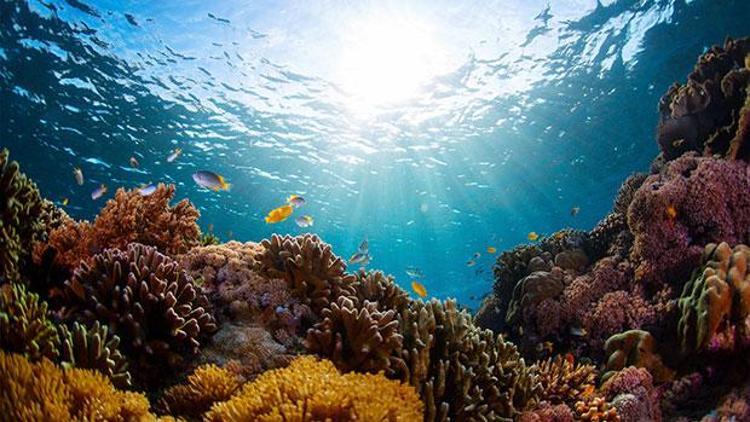 Japonyadaki Sekisei Şoko resifinin yüzde 70i yok oldu