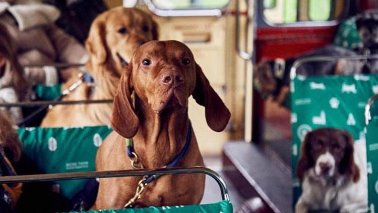 Londra’da köpeklere özel otobüs turu