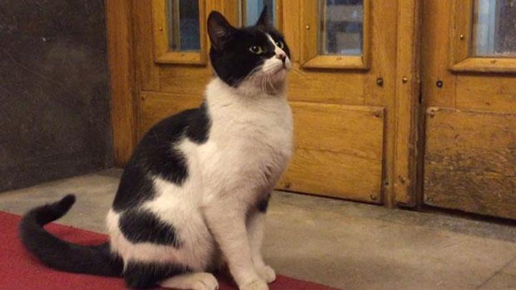 CHPnin kedisi Şeroya arkadaş geldi: Kulis