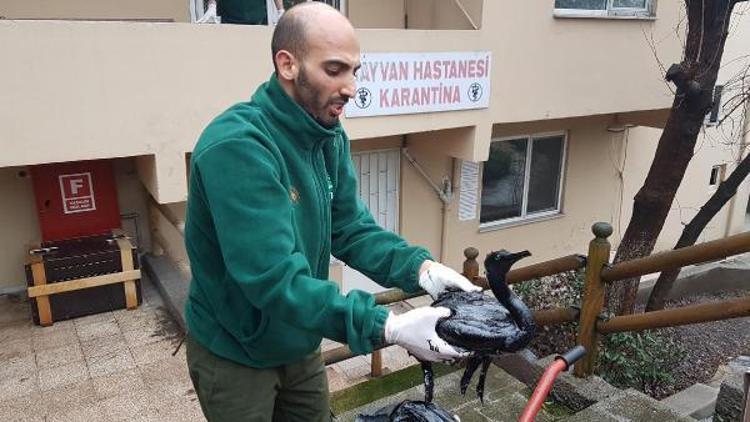 İzmit Körfezinde yakıta bulunan karabataklar tedaviye alındı