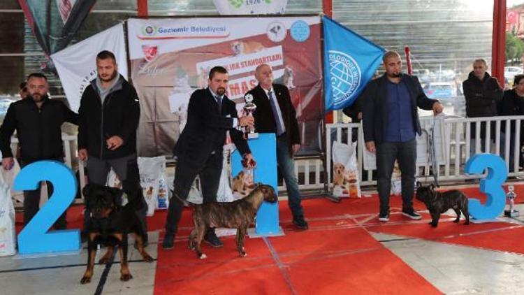 Gaziemir’de köpek ırkları yarışması