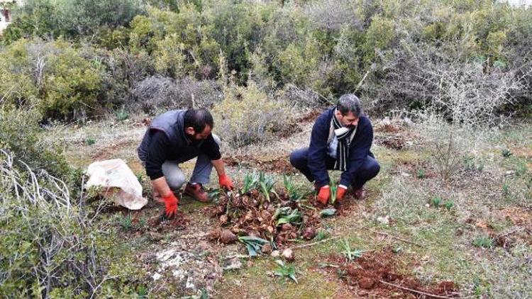 Polisten endemik lale soğanı operasyonu