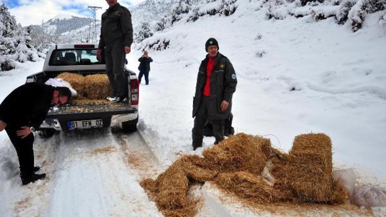 Düldül Dağına yaban hayvanları için yem bırakıldı