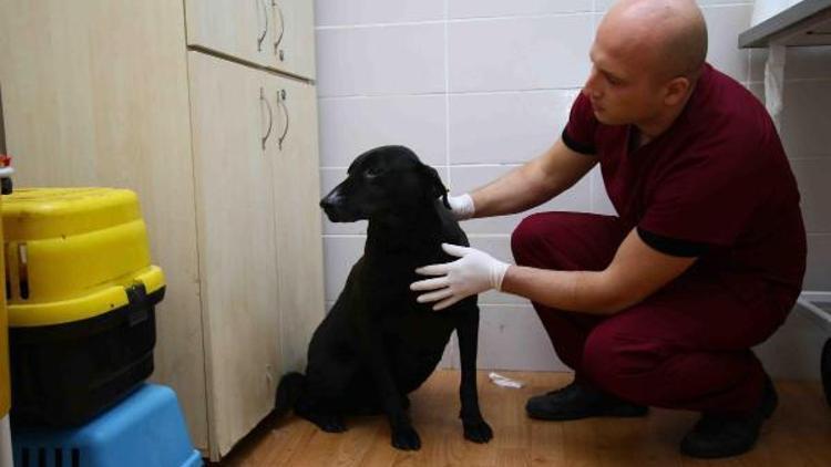 Şehit polis Fethi Sekinin beslediği köpeğe muayene