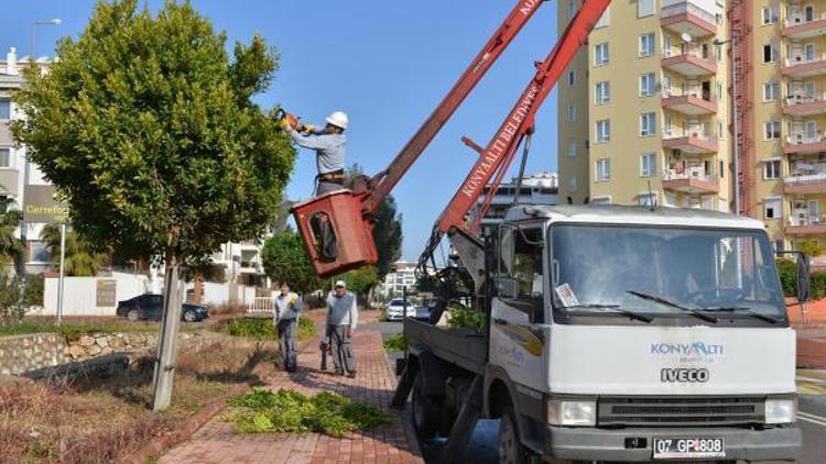 Konyaaltında ağaç budama çalışması