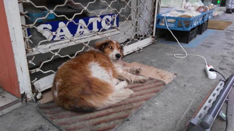 Esnaftan, üşüyen köpeğin altına paspas, önüne ısıtıcı