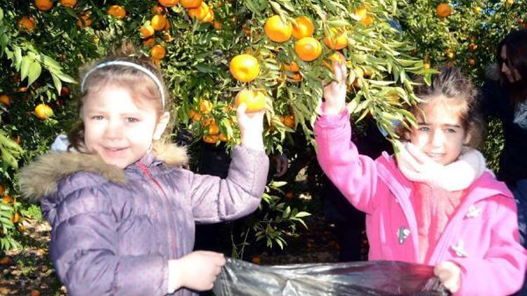 Çocuklar mandalina bahçesini tanıdı