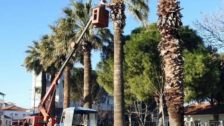 Çandarlıda palmiyelere kışlık bakım