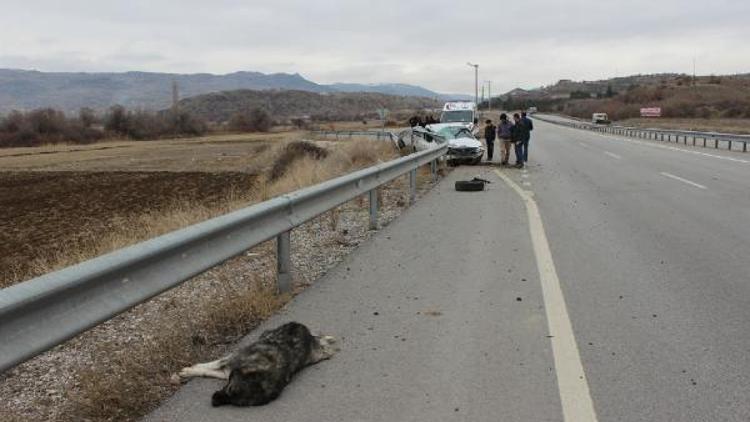 Yola çıkan köpeğe çarpmamak isterken bariyere çarptı