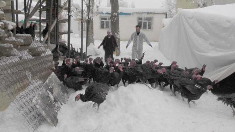 Eşi işsiz kalınca hindi besiciliğine başladı