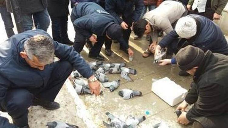 Kırıkkale’deki güvercinlerin ölüm nedeni belli oldu