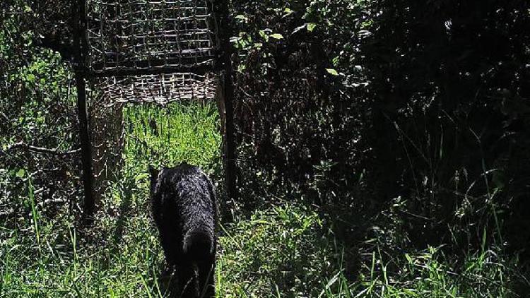 Küre Dağları Milli Parkında ilk kez siyah yaban kedisi görüntülendi