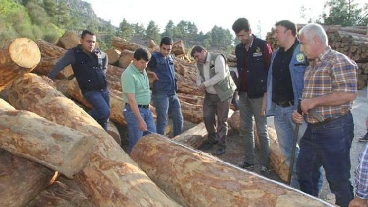 Adanada 1 milyon metreküp odun üretimi