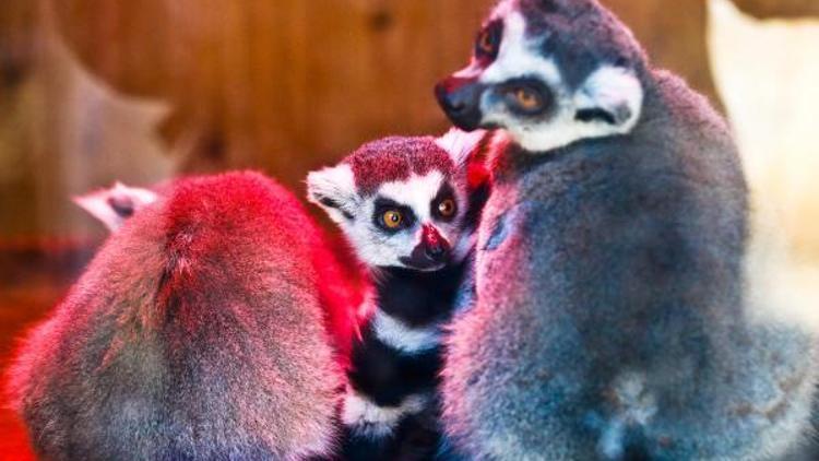 Lemur ailesine yeni üye