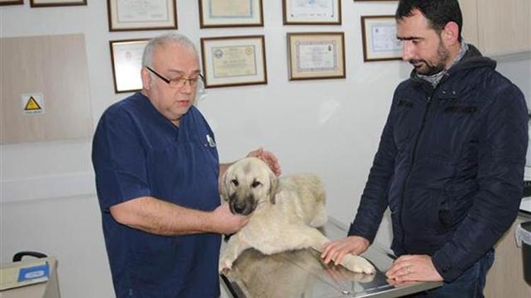 10 aylık köpeği sırtından vurdular