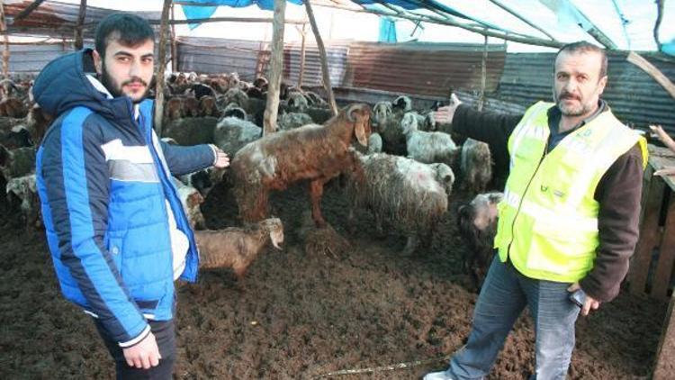 Koyunların, yağış nedeniyle strese girip zayıfladığı öne sürüldü