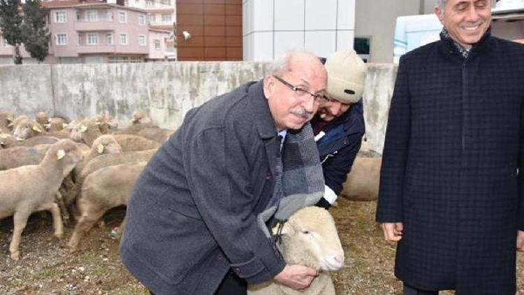 Tekirdağ Büyükşehir Belediyesi yetiştiricilere damızlık koç dağıttı