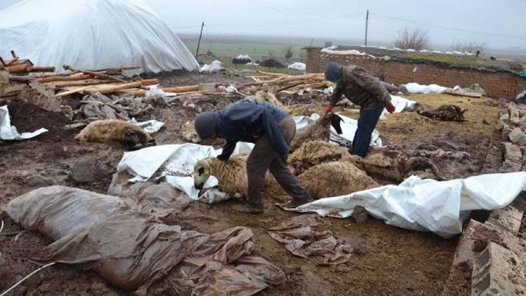 Siverek’te, barınak çöktü 40 koyun telef oldu