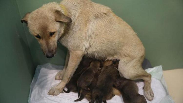 Tedavi için getirilen sokak köpeği, annesiz 9 yavruya hayat verdi