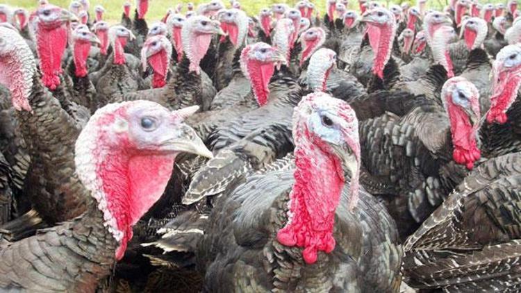 Almanya’nın iki eyaletinde kuş gribine rastlandı