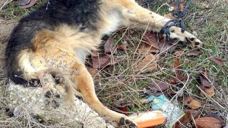 Tekirdağda kedilerin ardından iki köpek de başlarına sert cisimli vurularak öldürüldü