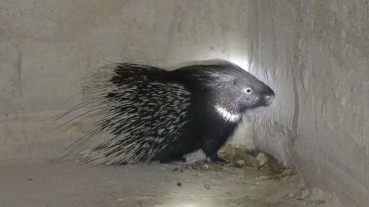 Oklu Kirpi, baraj gölü tünel çalışmasını durdurdu